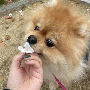 春ネイル 桜 園田ネイルサロン
