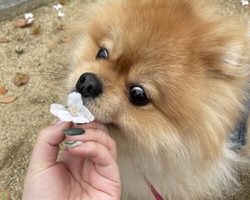 春ネイル 桜 園田ネイルサロン