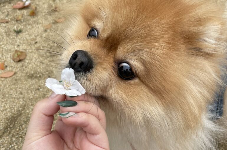 春ネイル 桜 園田ネイルサロン